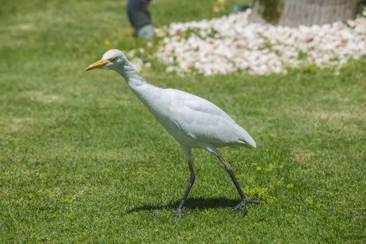 The Cattle Egret (Bubulcus ibis) is a cosmopolitan species of heron (family Ardeidae) found in the tropics, subtropics and warm temperate zones. The picture is shot in April 2013 while we were on holiday in Egypt, Sharm el Sheik.