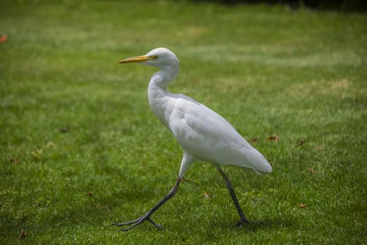 The Cattle Egret (Bubulcus ibis) is a cosmopolitan species of heron (family Ardeidae) found in the tropics, subtropics and warm temperate zones. The picture is shot in April 2013 while we were on holiday in Egypt, Sharm el Sheik.