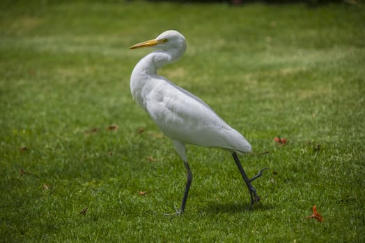 The Cattle Egret (Bubulcus ibis) is a cosmopolitan species of heron (family Ardeidae) found in the tropics, subtropics and warm temperate zones. The picture is shot in April 2013 while we were on holiday in Egypt, Sharm el Sheik.