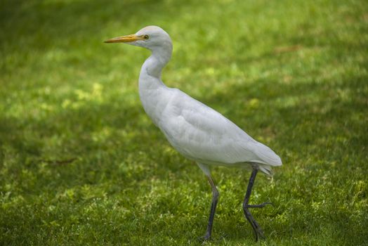 The Cattle Egret (Bubulcus ibis) is a cosmopolitan species of heron (family Ardeidae) found in the tropics, subtropics and warm temperate zones. The picture is shot in April 2013 while we were on holiday in Egypt, Sharm el Sheik.