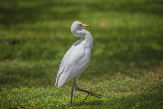 The Cattle Egret (Bubulcus ibis) is a cosmopolitan species of heron (family Ardeidae) found in the tropics, subtropics and warm temperate zones. The picture is shot in April 2013 while we were on holiday in Egypt, Sharm el Sheik.