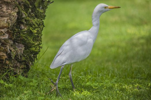 The Cattle Egret (Bubulcus ibis) is a cosmopolitan species of heron (family Ardeidae) found in the tropics, subtropics and warm temperate zones. The picture is shot in April 2013 while we were on holiday in Egypt, Sharm el Sheik.