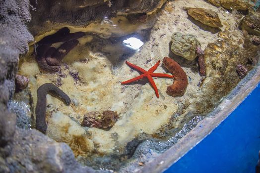 The photos are shot in an aquarium July 25, 2013.