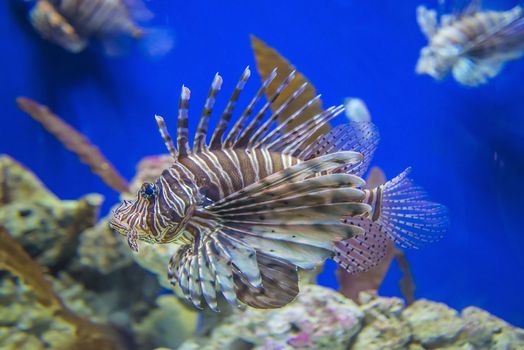 The photos are shot in an aquarium July 25, 2013.