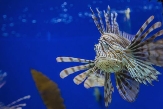 The photos are shot in an aquarium July 25, 2013.