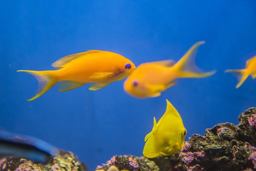 The photos are shot in an aquarium July 25, 2013.