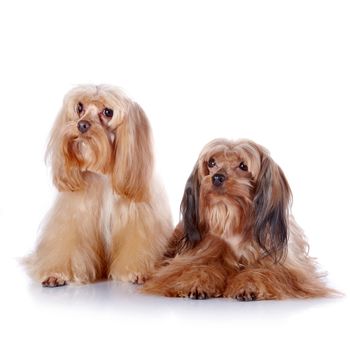 Two puppies of a decorative doggie. Decorative dogs. Puppies of the Petersburg orchid on a white background