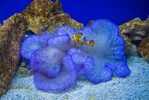 The photos are shot in an aquarium July 25, 2013.