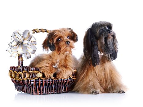 Decorative doggies with a basket and a bow. Decorative dogs. Breed doggies Petersburg orchid.