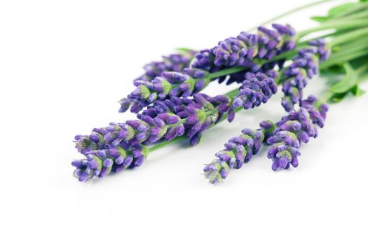 flower of lavender on a white background