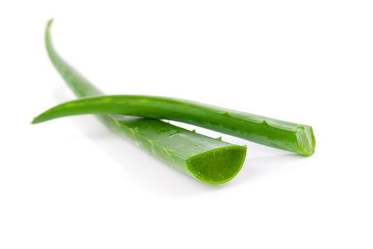 aloe vera fresh leaf. isolated over white