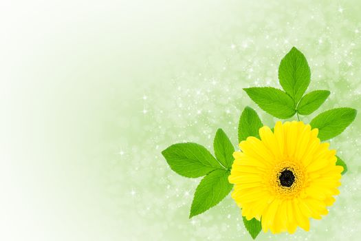 Large yellow gerbera flower