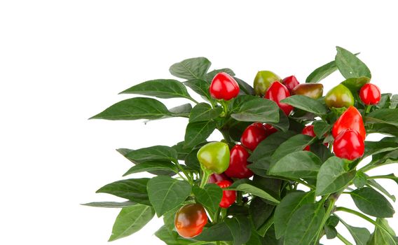 plant of red hot chili pepper, on white background