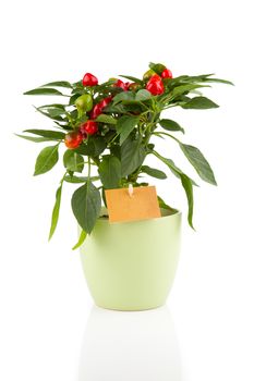 plant of red hot chili pepper, on white background