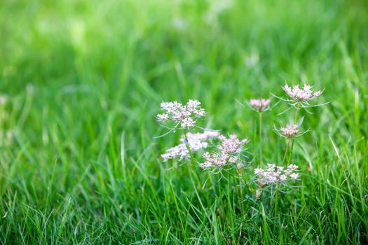 Caraway is a biennial plant in the family Apiaceae