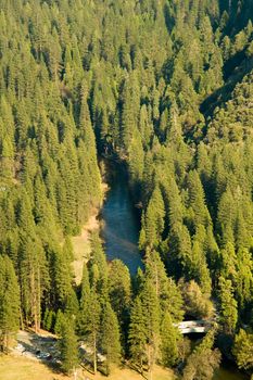 Trees in a valley, Yosemite Valley, Yosemite National Park, California, USA