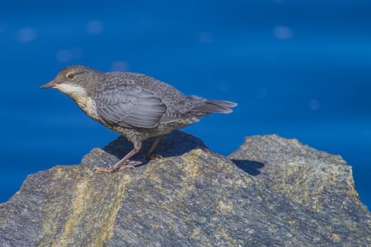 Photo of White-Throated Dipper is shot by the Tista River in Halden, Norway.