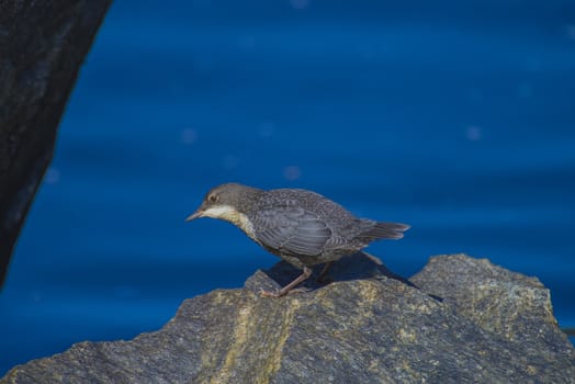 Photo of White-Throated Dipper is shot by the Tista River in Halden, Norway.