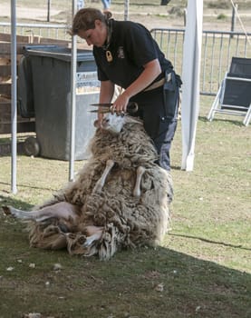  shearing a sheep at the annual sheep shearing  in Ermelo, Holland. The sheeps wool is used for weavig and making clothes