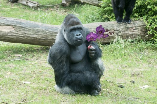 mokey giving flower as present