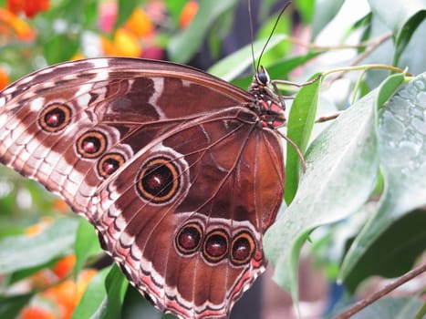 Underside of a Blue Morph butterfly