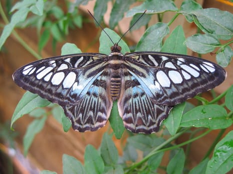 Blue clipper butterfly