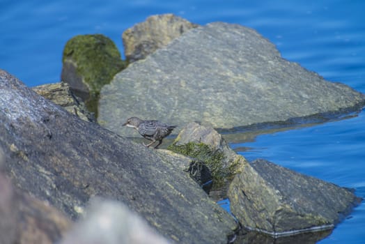 Photo of White-Throated Dipper is shot by the Tista River in Halden, Norway.