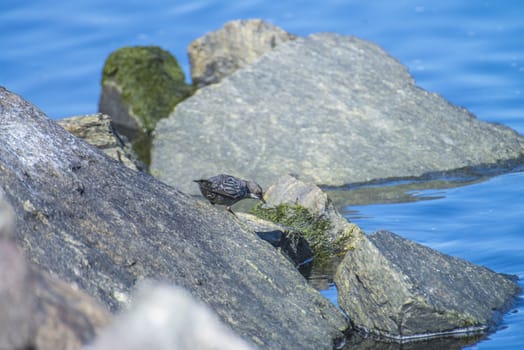 Photo of White-Throated Dipper is shot by the Tista River in Halden, Norway.