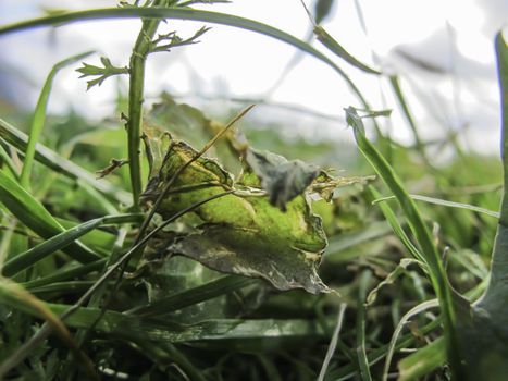 Detail of a natural green meadow with withered leaves