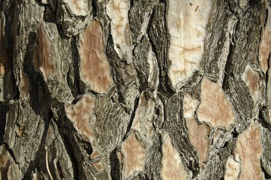 Closeup of the bark of a pine tree