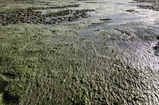 Tidal flat with zostera grass in Albufeira, Portugal