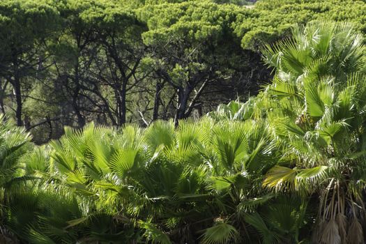 Palm trees and pine trees in a forest