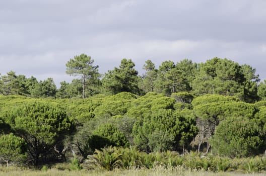 Mediterranean pine tree forest in warm sunlight