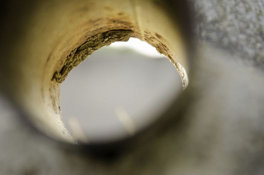 The gecko Tarentola mauritanica in a water tube in Portugal