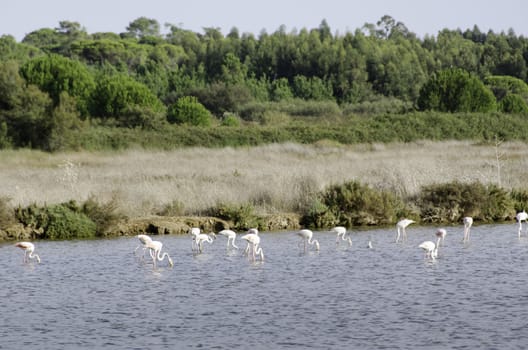 Flock of flamingos in a lake looking for food in Portugal