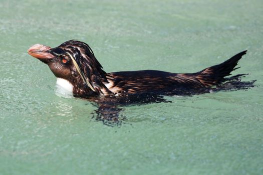 Rockhopper penguin swimming in the sea off South Africa