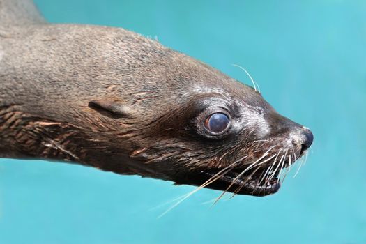 Portrait of a Cape Fur Seal with long whiskers