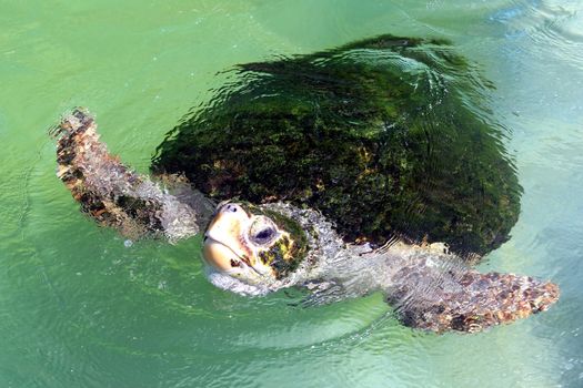 Sea turtle with green algae covered back coming up for air