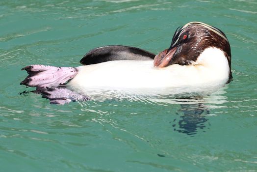 Rockhopper penguin swimming and preening and showing its pink webbed feet