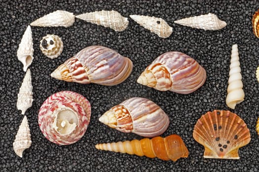 Seashells on black background, memories from vacation