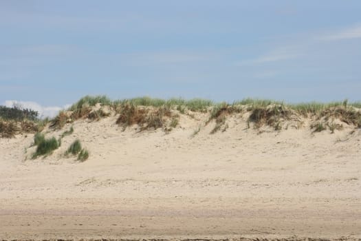 A grass-covered dunes with sparse