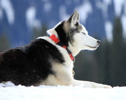 Siberian husky dog wearing red necklace sitting on snow having rest after the race