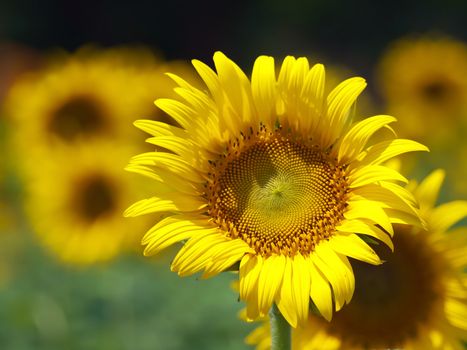 Closeup of  sunflower with abstract out of focus background