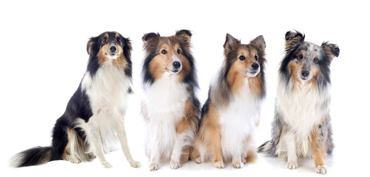 portrait of a purebred shetland dogs in front of white background