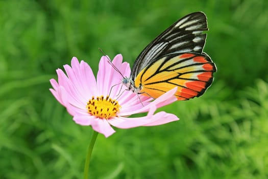 Plain Tiger butterfly feeding on cosmos flower