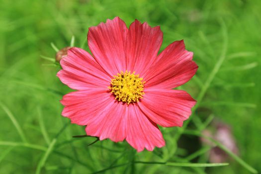 Close-up of Cosmos Flower