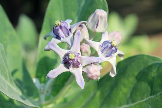 Purple Crown Flower, Giant Indian Milkweed