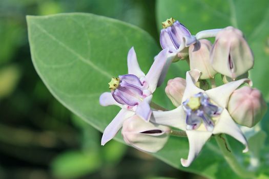 Purple Crown Flower, Giant Indian Milkweed