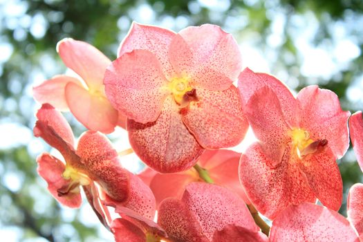 Orange Orchid as floral background