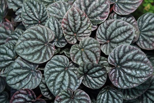 Green Leaves Background